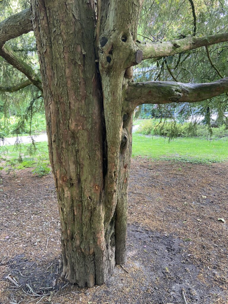 Stam van de oude solitaire Taxus in het Van der Werfpark
